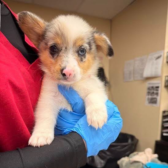 Brew, a puppy at PETS Clinic Lubbock