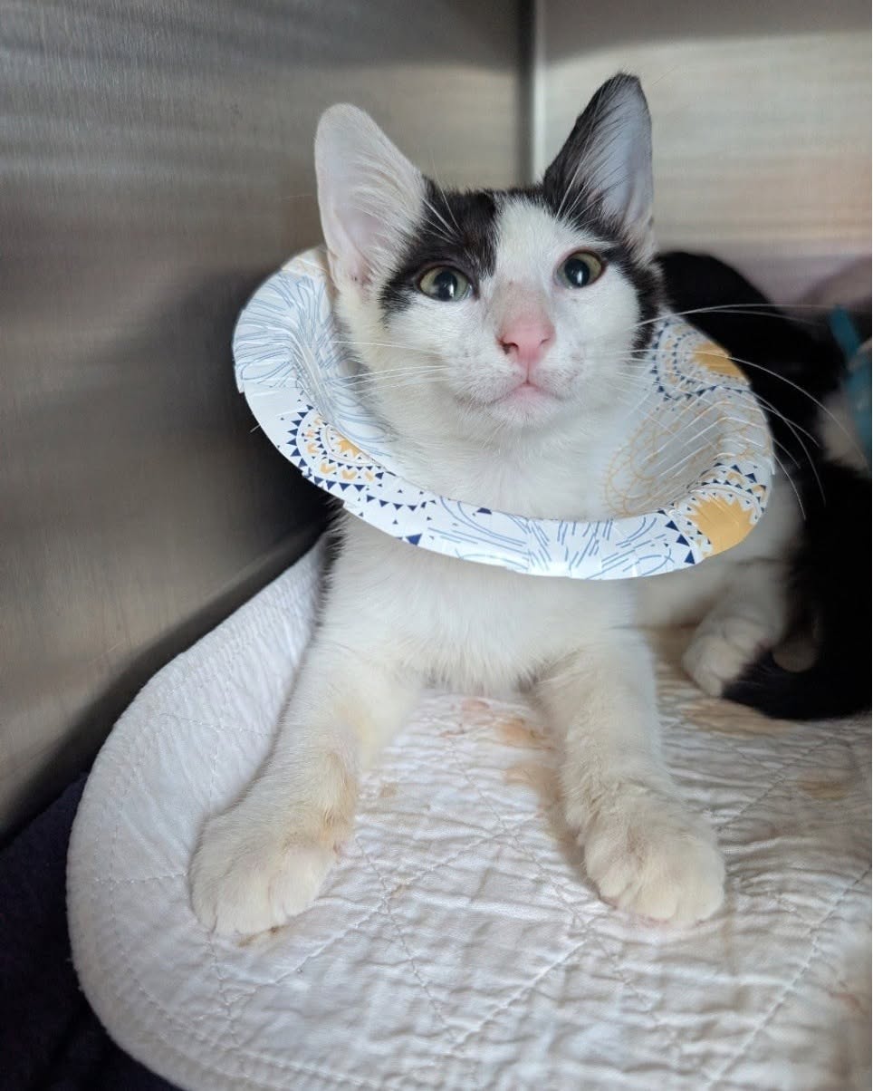 A kitten receiving care at PETS Clinic Amarillo
