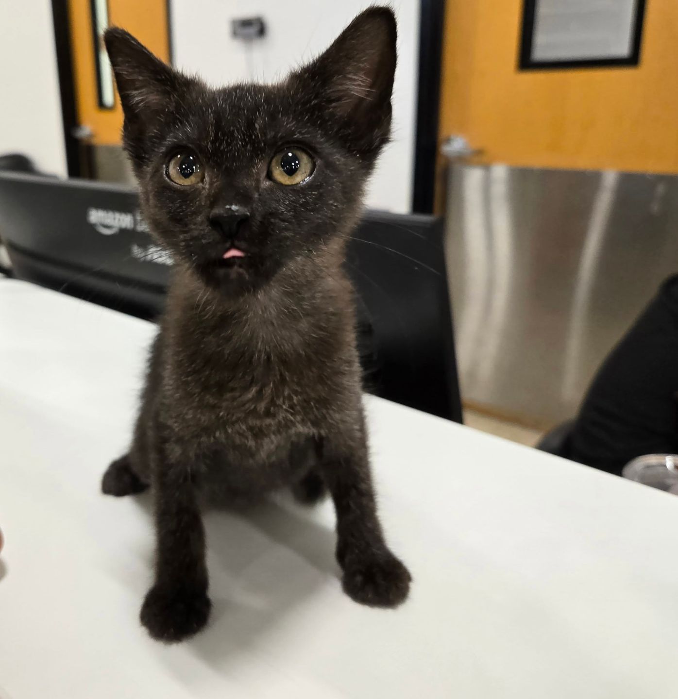 Libra, a black kitten at PETS Clinic Wichita Falls